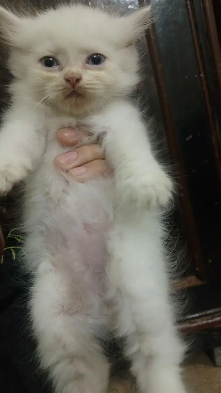Persian triple coated kittens available in all colours Cod avb — photo 4