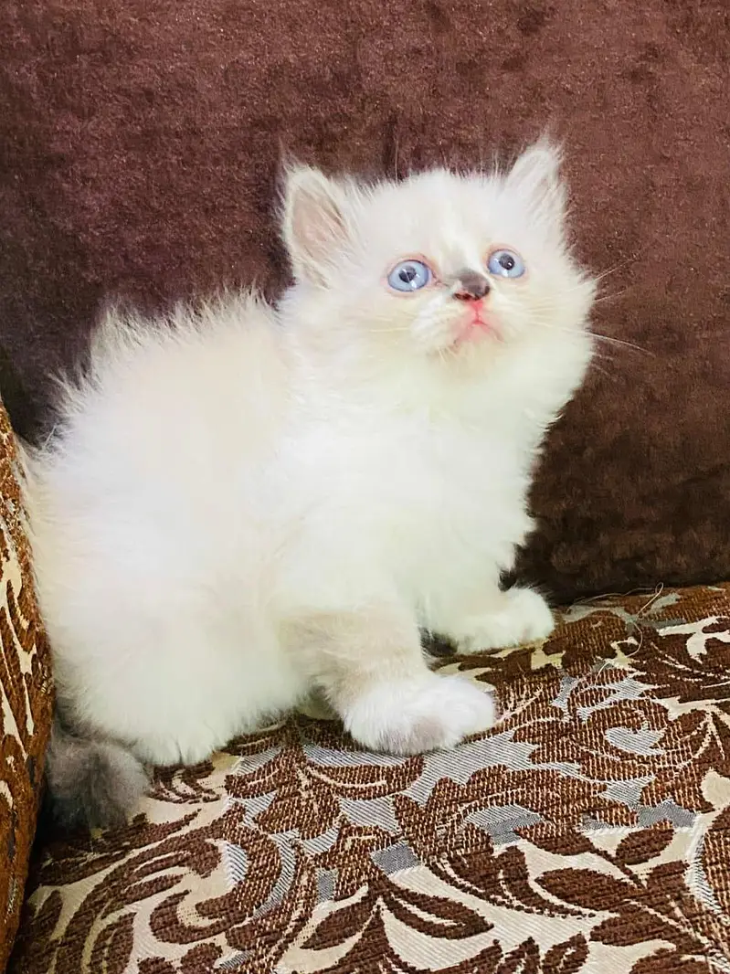 Persian triple coated kittens available in all colours Cod avb — photo 5