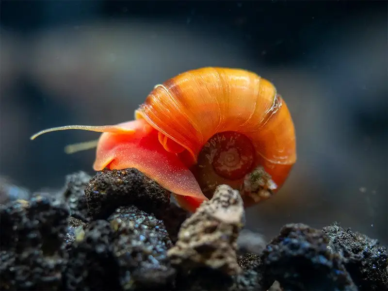 MALAYSIAN TRUMPET SNAIL — photo 5