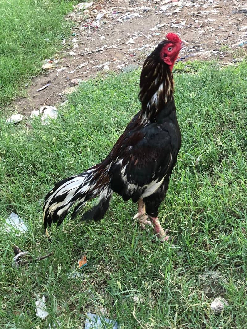 aseel murga - Hens - 1104743589