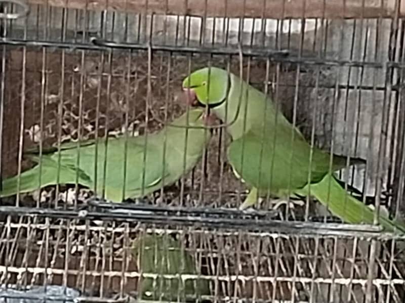 Green Ringneck Pair 1