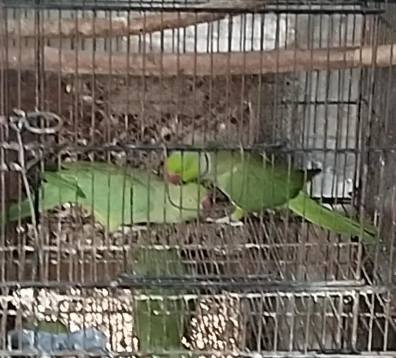 Green Ringneck Pair — photo 2