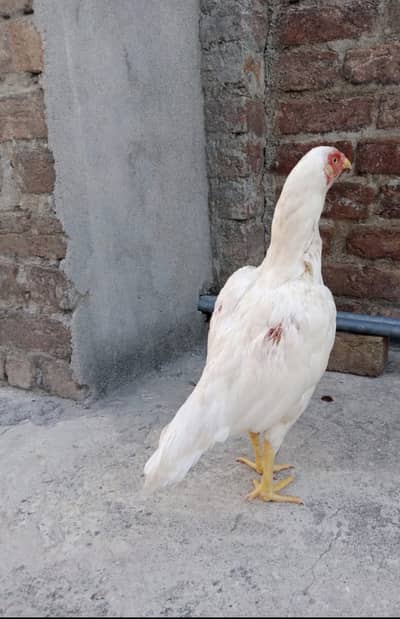 heera madi paper white