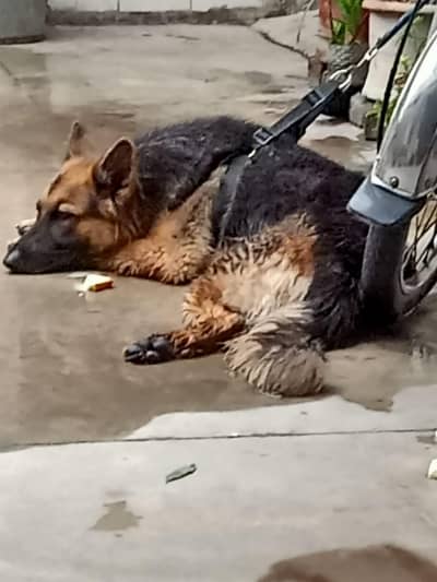German shepherd long coat 15 months old