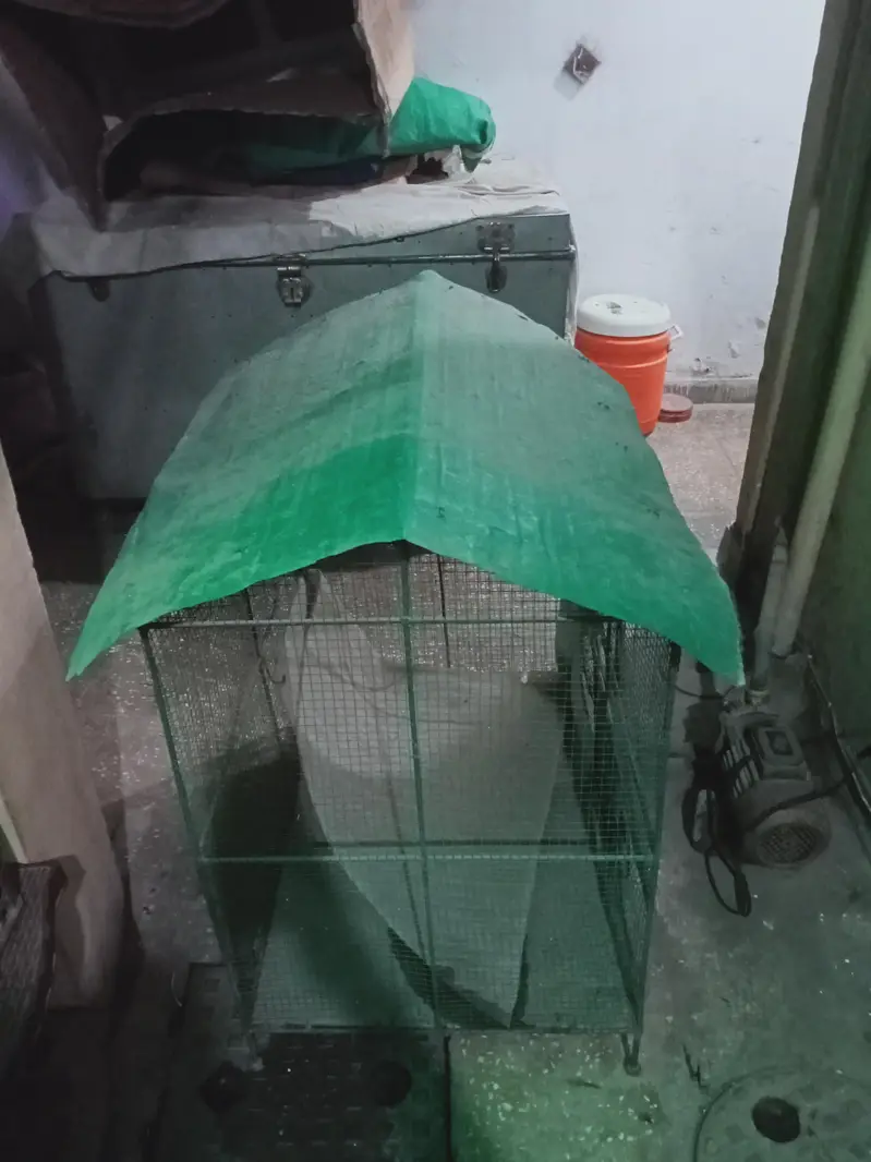 Bird cage/ Pinjra