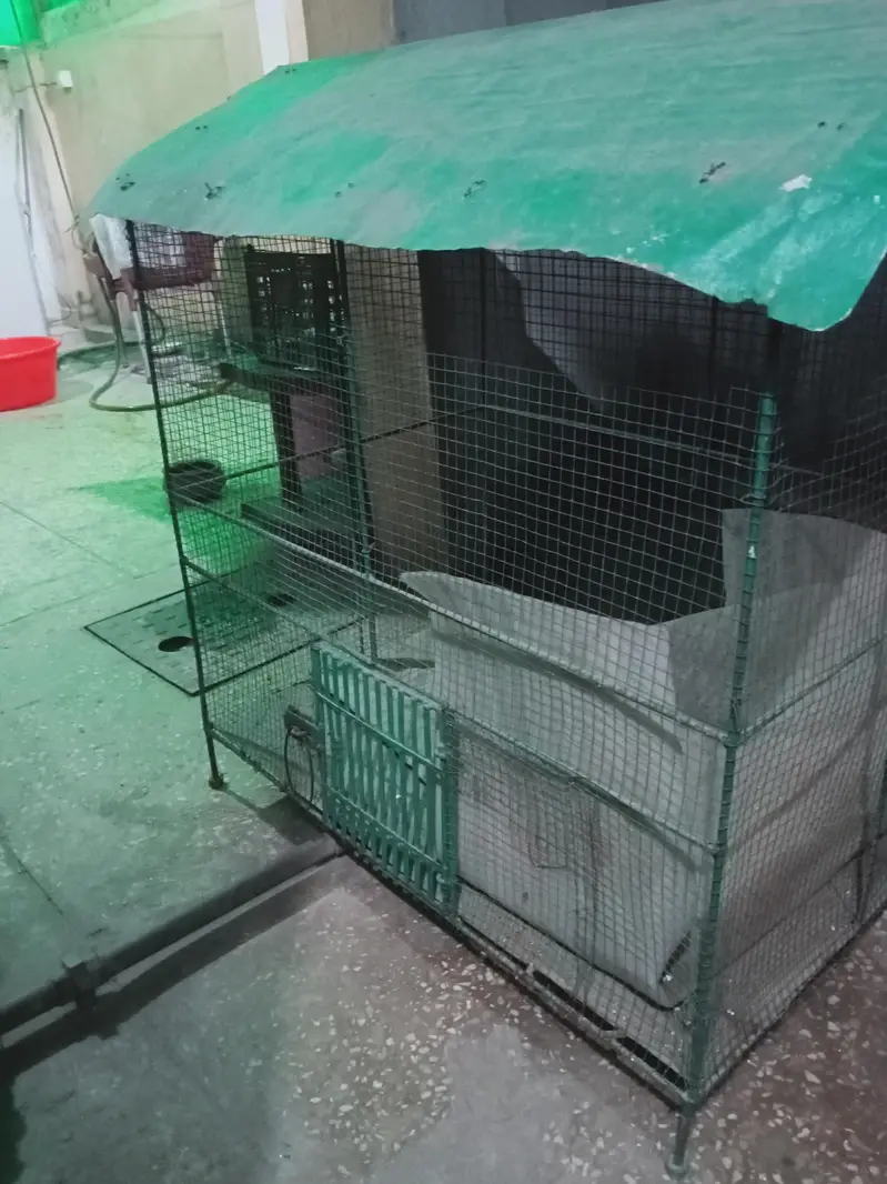 Bird cage/ Pinjra — photo 4