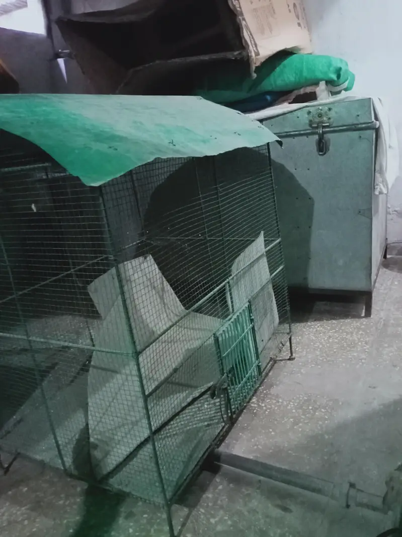 Bird cage/ Pinjra — photo 5