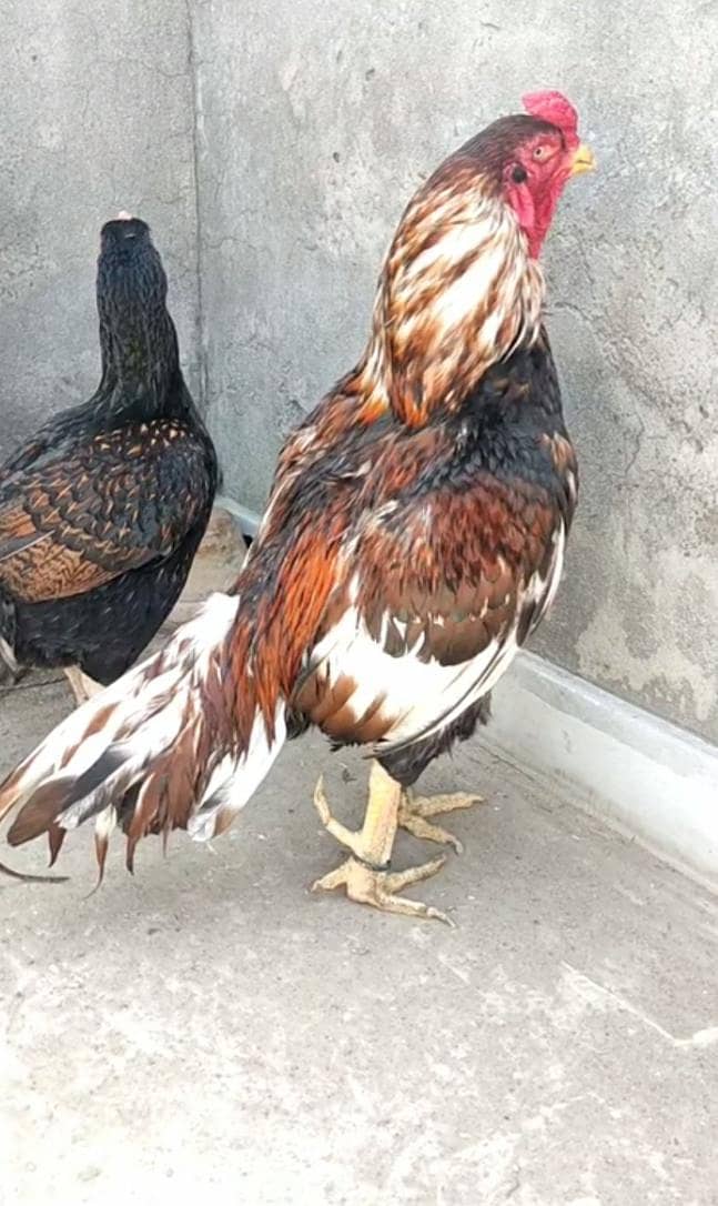 pure old Maniwali  pair 0