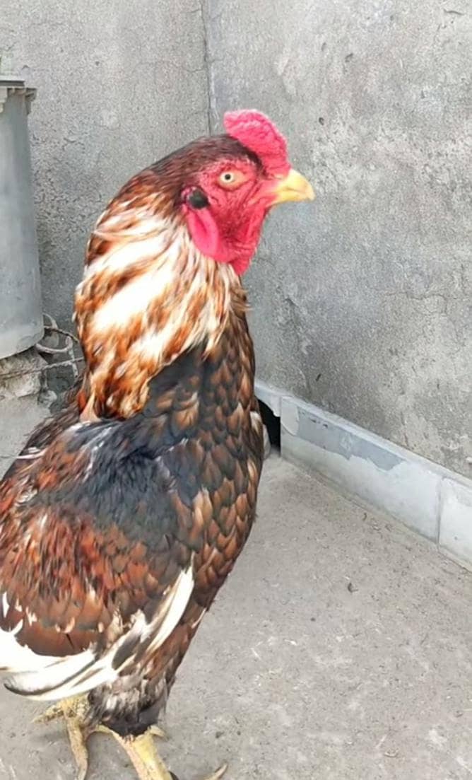 pure old Maniwali  pair 1