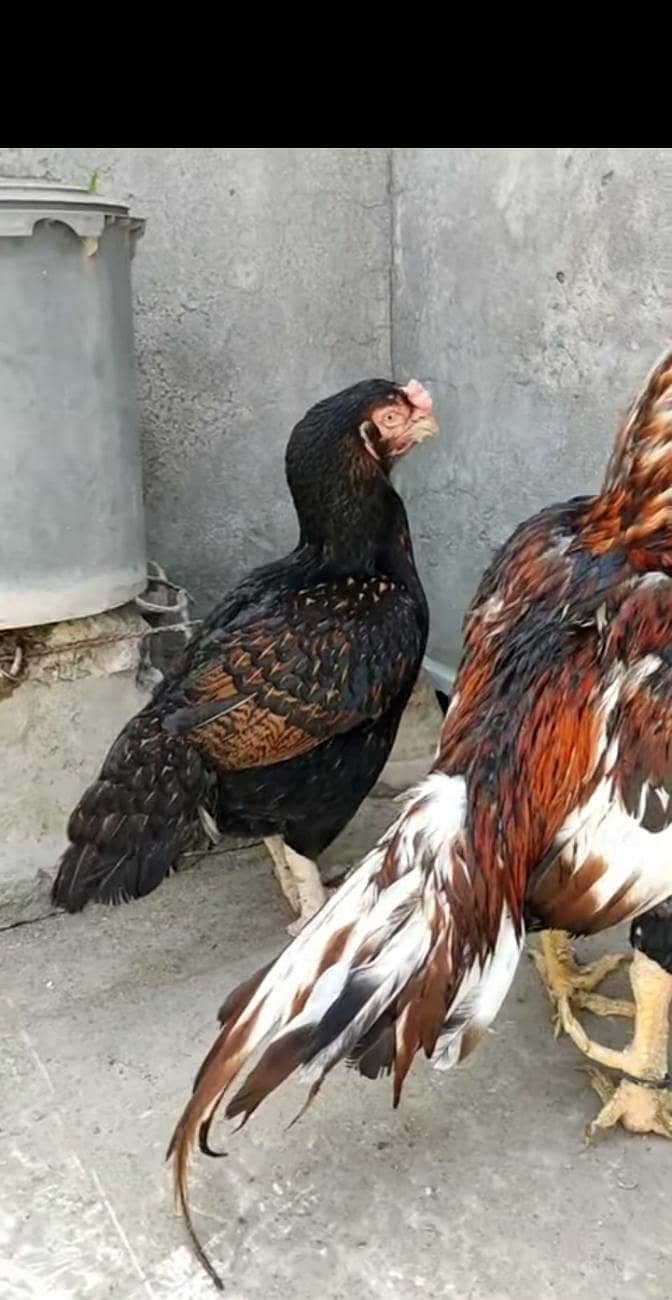 pure old Maniwali  pair 2