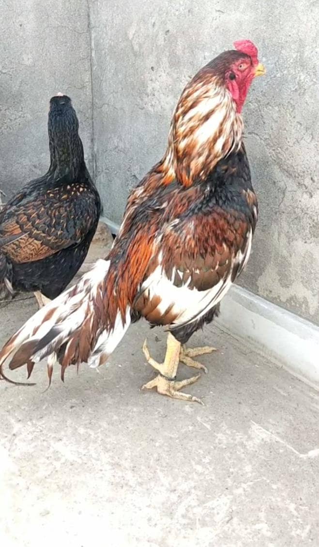 pure old Maniwali  pair 3