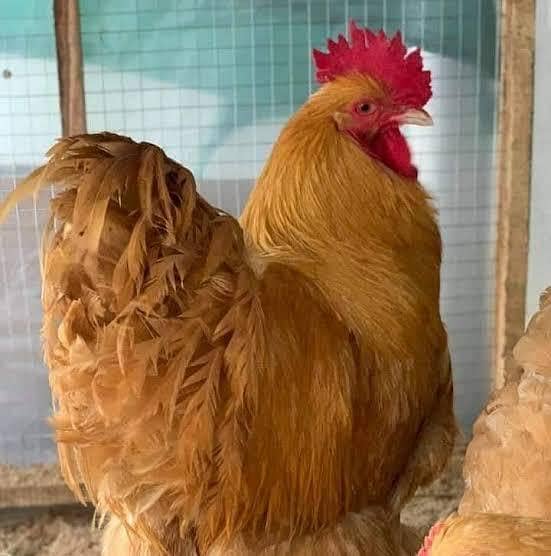 Doctor's Eggs  farm 0