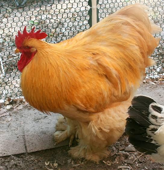 Doctor's Eggs  farm 1