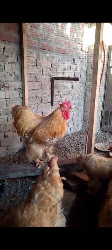 Doctor's Eggs  farm 2