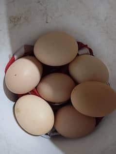 Doctor's Eggs  farm 3
