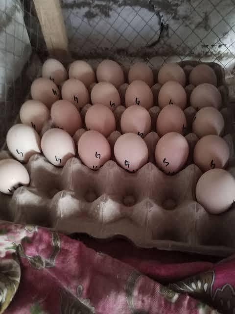 Doctor's Eggs  farm 4
