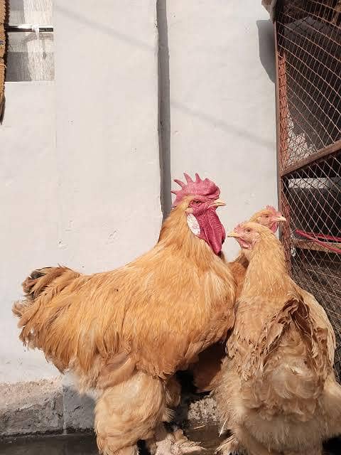 Doctor's Eggs  farm 5