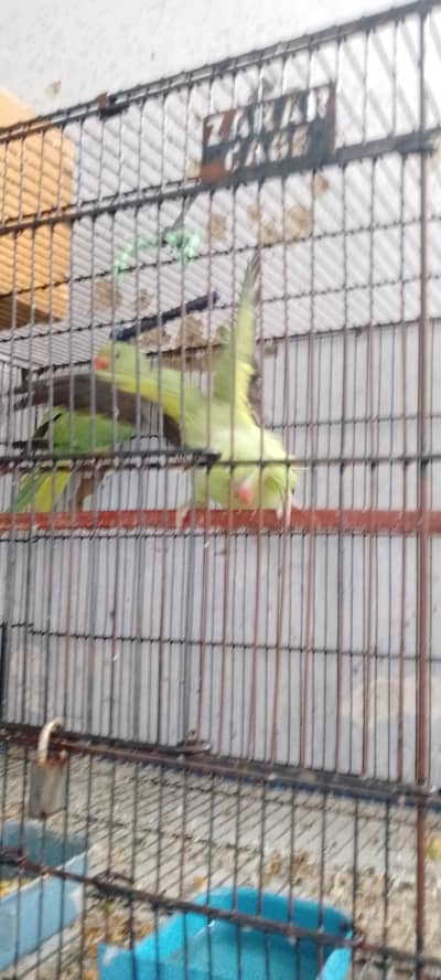 Ringneck parrot pair