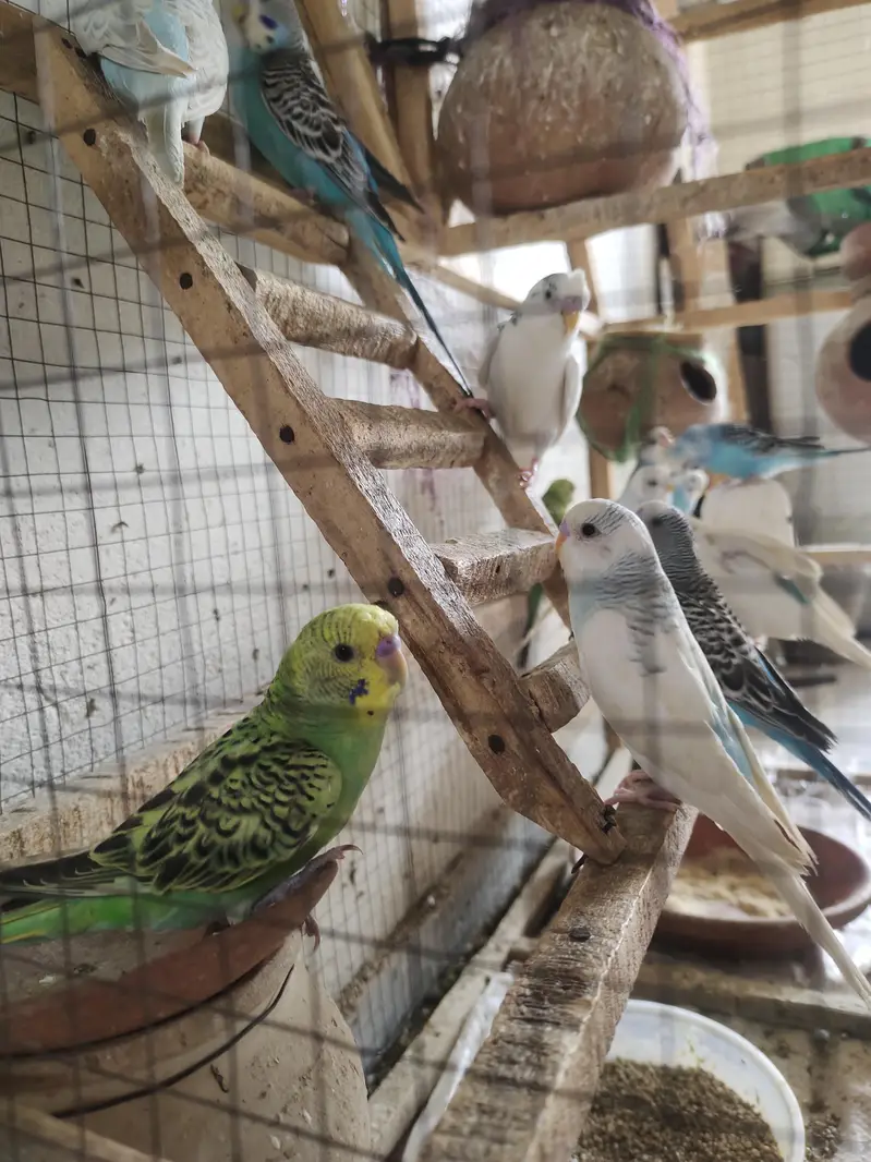 love parrot/ budgies/ Australian parrots