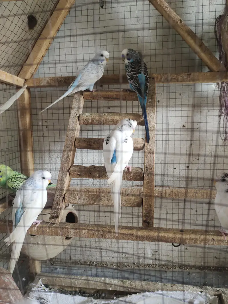 love parrot/ budgies/ Australian parrots — photo 2