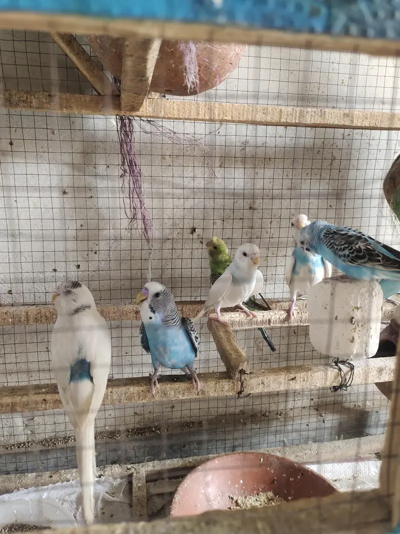 love parrot/ budgies/ Australian parrots — photo 3