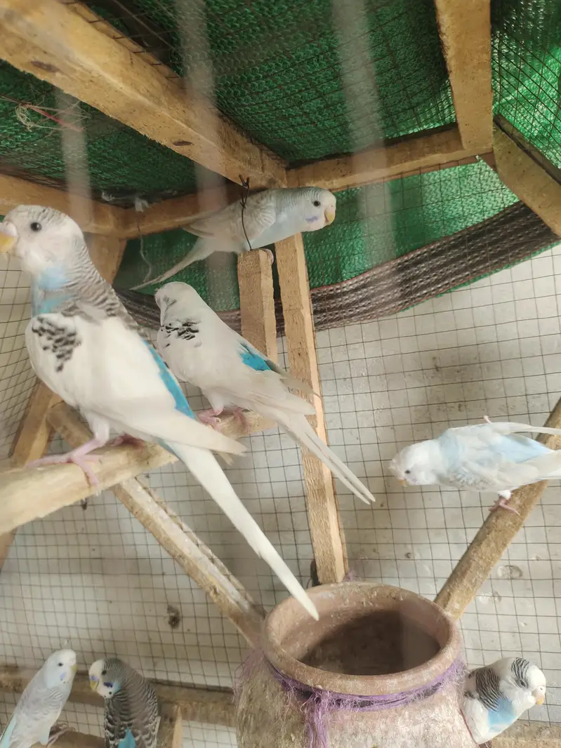 love parrot/ budgies/ Australian parrots — photo 4