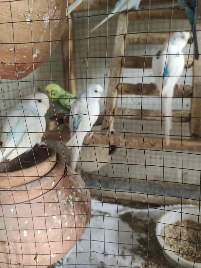 love parrot/ budgies/ Australian parrots — photo 5