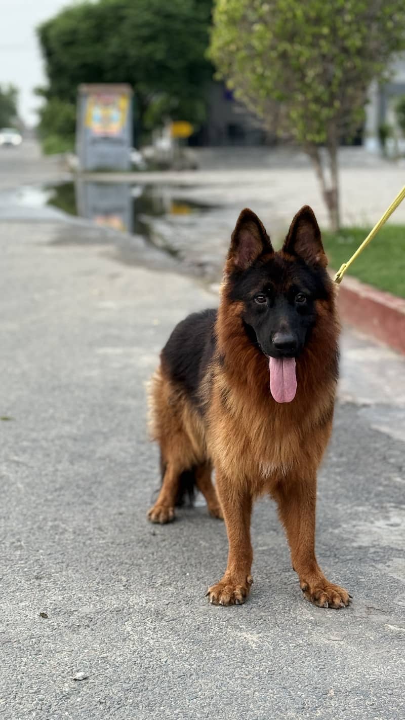 Month Single Coat German Shepherd Month Old Long Coat German