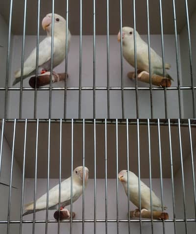 blue pasnata and white lovebirds two pairs for sale at olx.