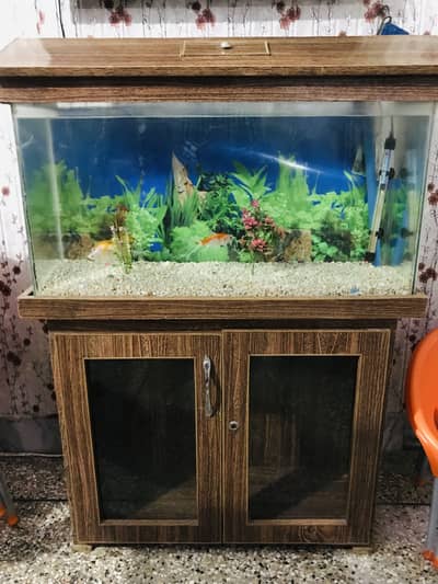 Aquarium and fish and pump and heater
