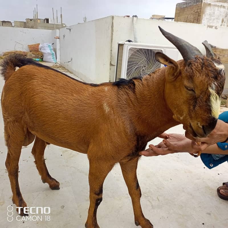 bakra for sale / male bakra / healthy and active bakra he - Goats ...