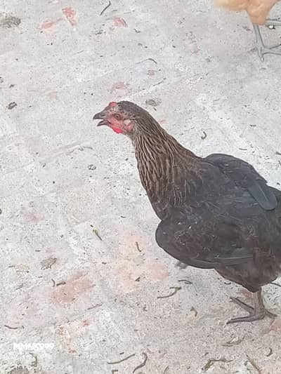 hen male female available in large quantity