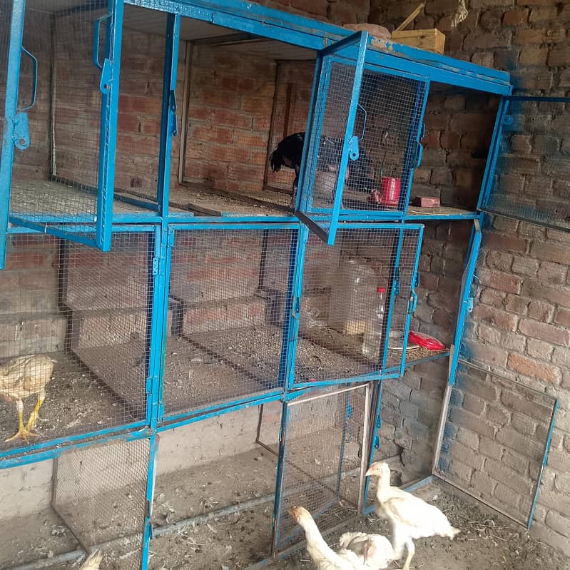 cages 1
