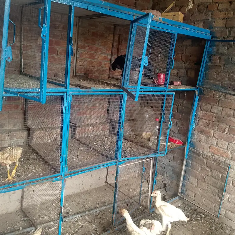 cages — photo 2