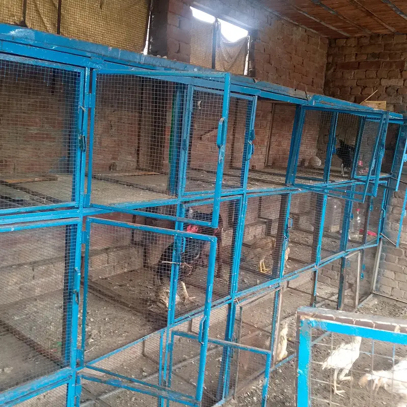 cages — photo 3