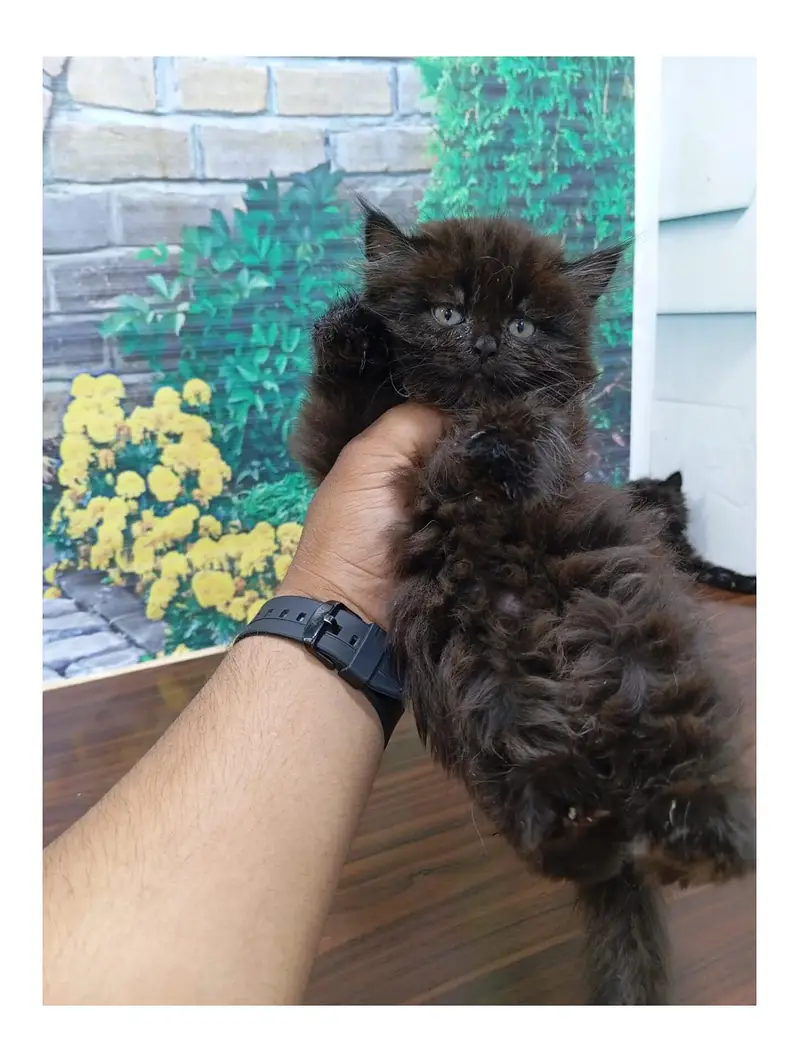 cash on delivery Persian kitten cats — photo 2