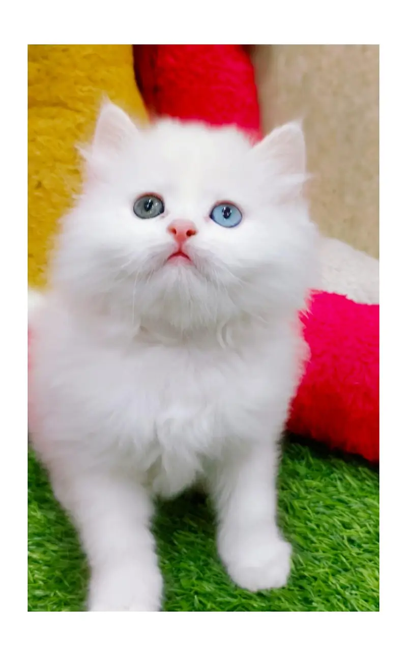 cash on delivery Persian kitten cats — photo 3