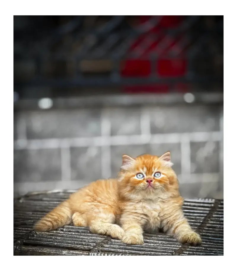 cash on delivery Persian kitten cats — photo 4