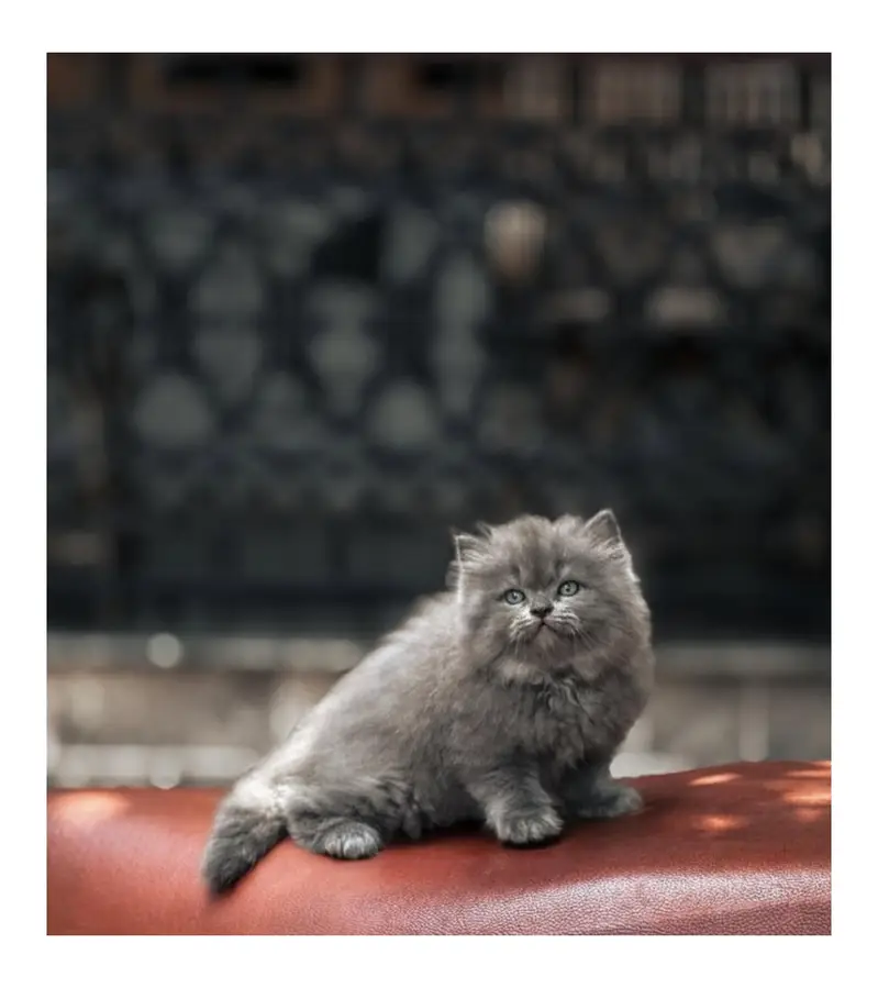 cash on delivery Persian kitten cats — photo 6
