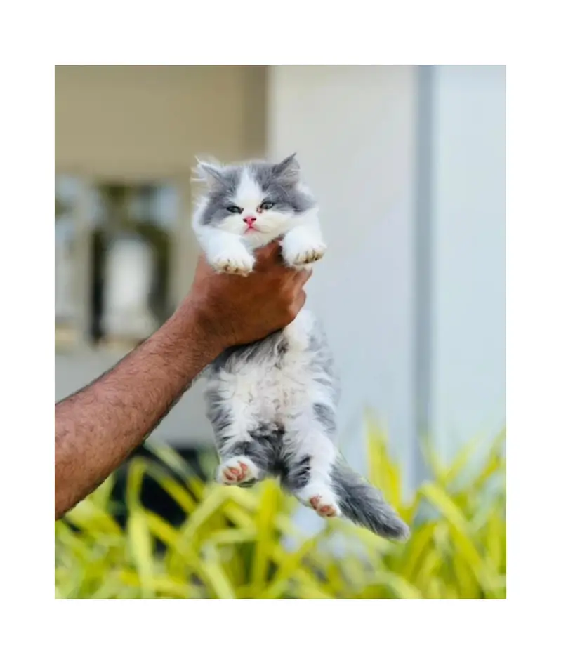 cash on delivery Persian kitten cats — photo 8