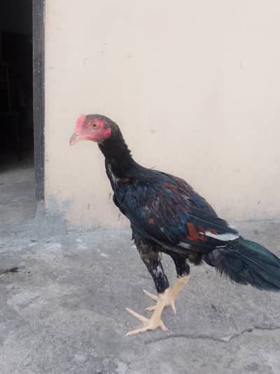 Aseel hen
