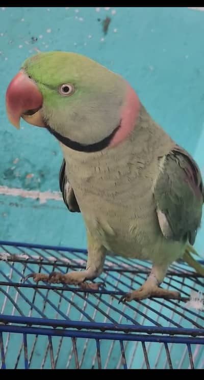 2 Raw parrot for sale in Abbottabad