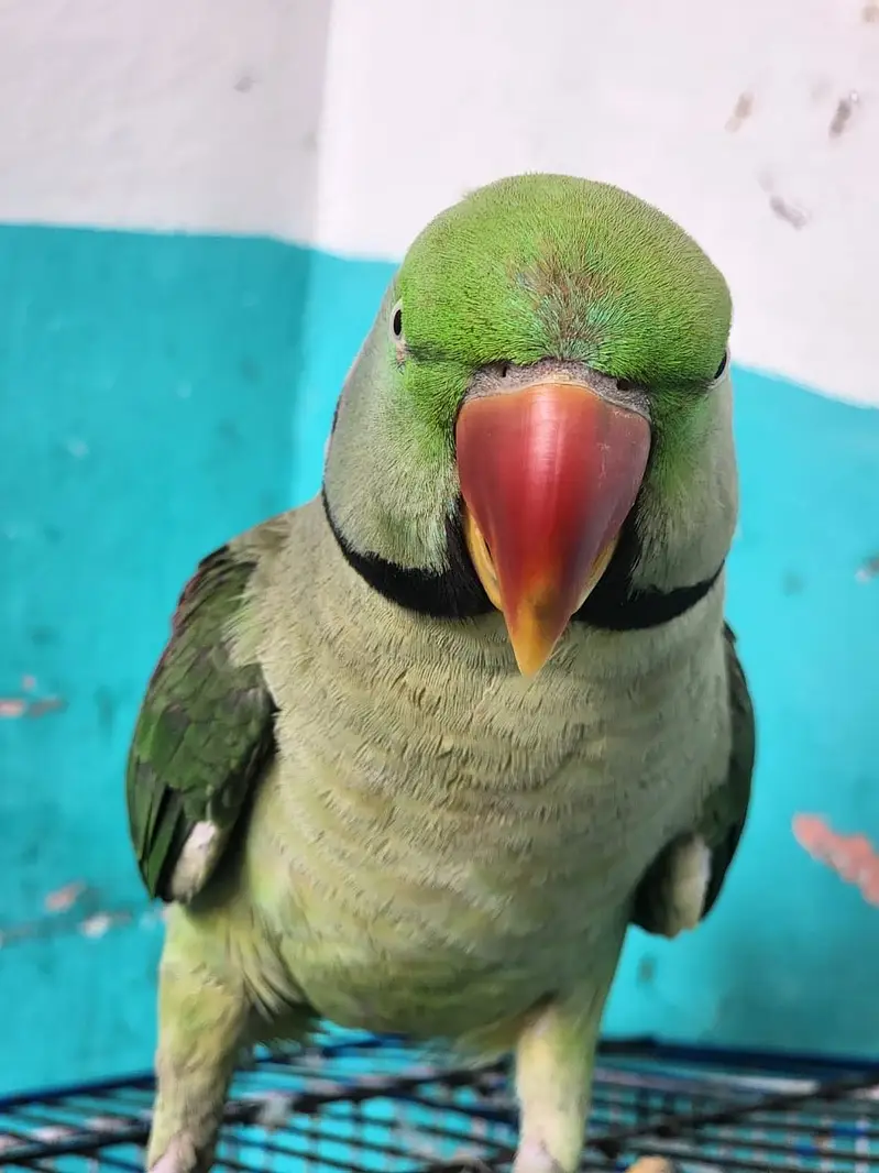 2 Raw parrot for sale in Abbottabad — photo 3