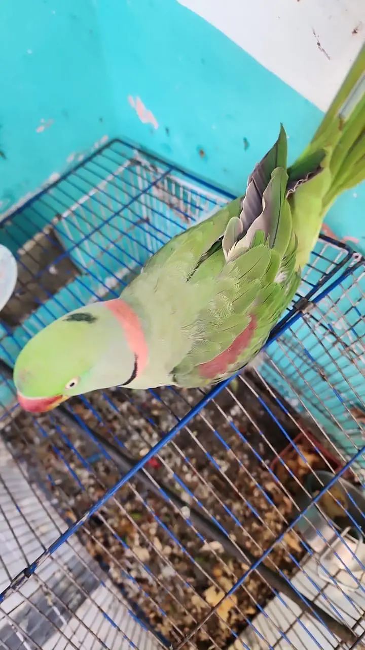 2 Raw parrot for sale in Abbottabad — photo 4