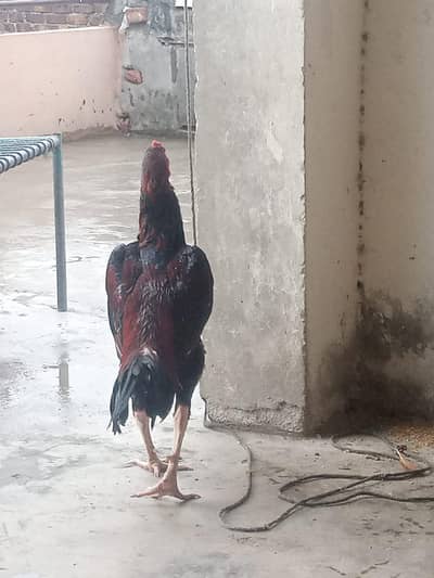 Aseel murgiya mianwali