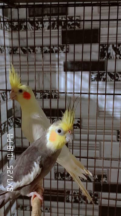 cokctel pair. . litno pair. . barjee pair. . and with cage. .