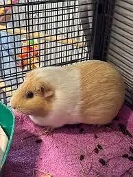 guinea pigs in cheap prices — photo 2
