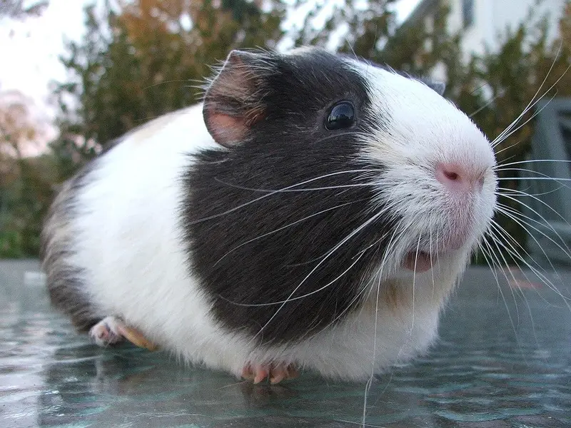 guinea pigs in cheap prices — photo 3