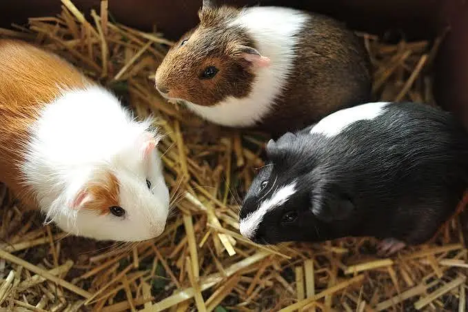 guinea pigs in cheap prices — photo 4