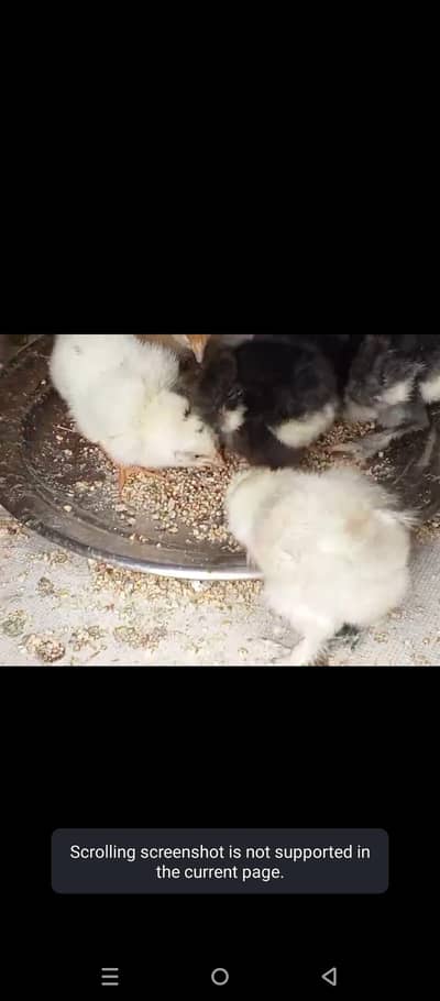 10 silky 5 blue buff